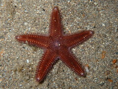 Astropecten spinulosus