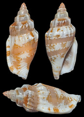 Canarium wilsonorum