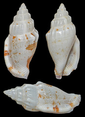 Canarium wilsonorum