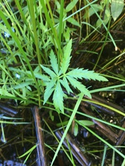 Cicuta virosa