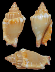 Canarium wilsonorum