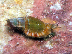 Canarium wilsonorum
