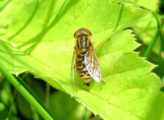 Parhelophilus consimilis