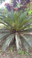 Cycas circinalis