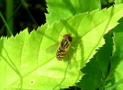 Parhelophilus consimilis