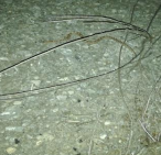 Pituophis deppei