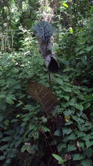 Xanthosoma violaceum