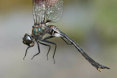 Somatochlora franklini