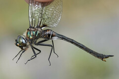 Somatochlora franklini