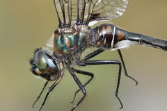 Somatochlora franklini