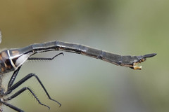Somatochlora franklini