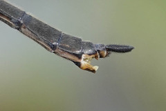 Somatochlora franklini