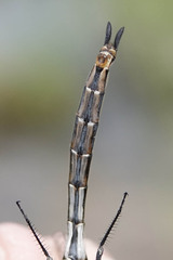 Somatochlora franklini