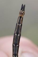Somatochlora franklini