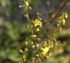 Agrimonia eupatoria eupatoria