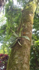 Trichocentrum × teaboanum