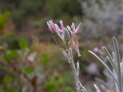 Parolinia platypetala