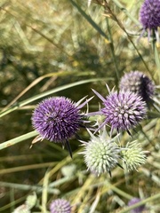 Eryngium aristulatum