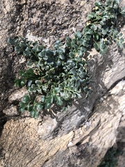 Asplenium ruta-muraria