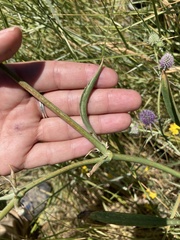 Eryngium aristulatum