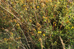 Hypericum maculatum obtusiusculum