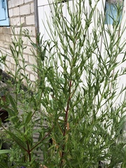 Epilobium pseudorubescens