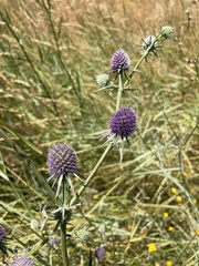 Eryngium aristulatum