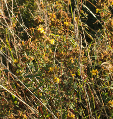 Hypericum maculatum obtusiusculum