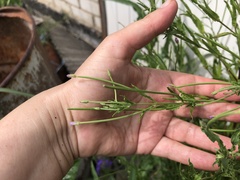 Epilobium pseudorubescens