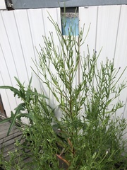 Epilobium pseudorubescens