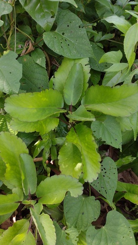 Siempreviva (Kalanchoe pinnata)