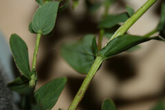 Hypericum maculatum obtusiusculum