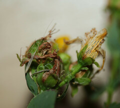 Hypericum maculatum obtusiusculum