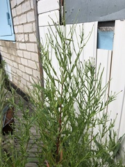 Epilobium pseudorubescens