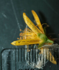 Hypericum maculatum obtusiusculum