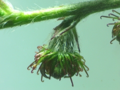 Agrimonia eupatoria eupatoria