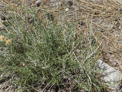 Ericameria nauseosa bernardina