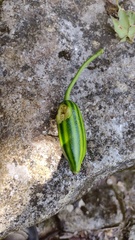 Cionosicys macranthus