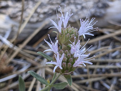 Monardella australis