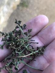 Asplenium ruta-muraria