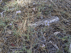 Monardella australis