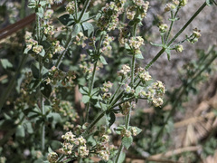 Galium parishii