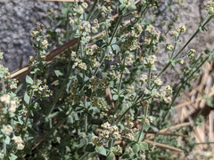 Galium parishii