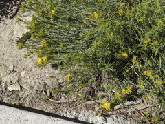 Ericameria nauseosa bernardina