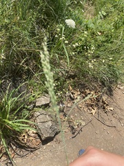 Sphenopholis obtusata