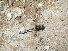 Macrothemis pseudimitans