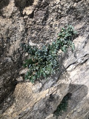 Asplenium ruta-muraria