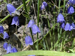 Campanula cochleariifolia