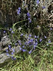 Campanula cochleariifolia