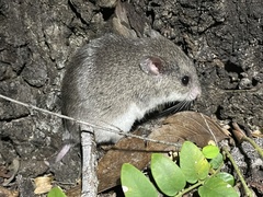 Saccostomus campestris